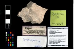 Foto (Objekt + Etikett) von Cycloprosopon sp.  (NHMW-GEO-1990-0041-10161)